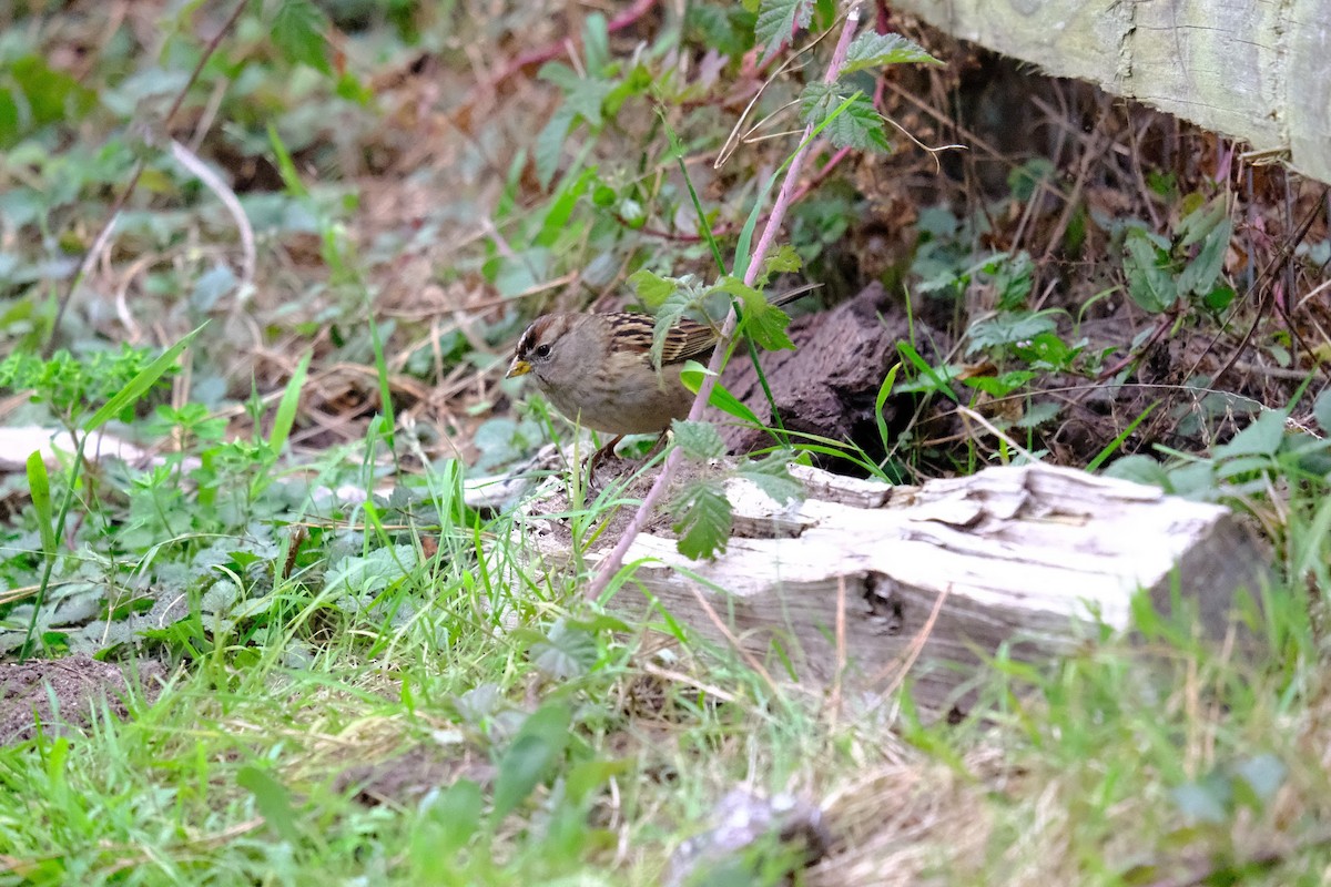 White-crowned Sparrow - ML269675821