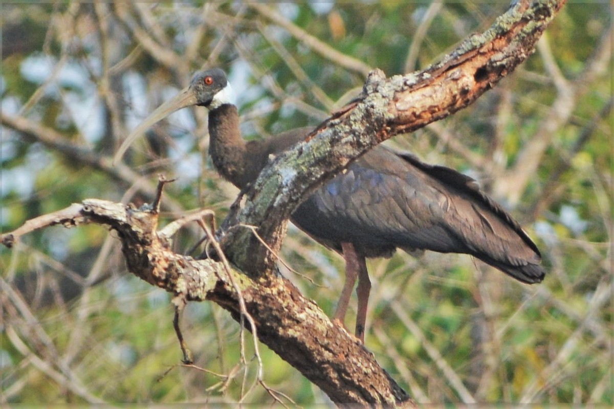 White-shouldered Ibis - David Hollie