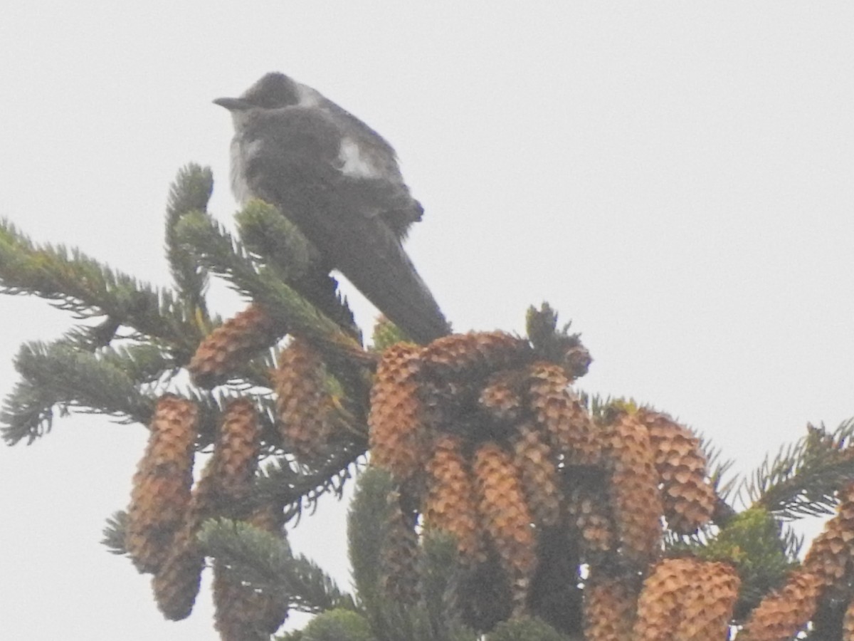 Purple Martin - Laura Burke