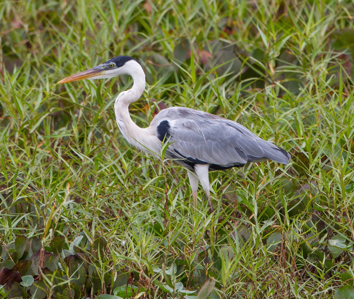 Cocoi Heron - José Martín