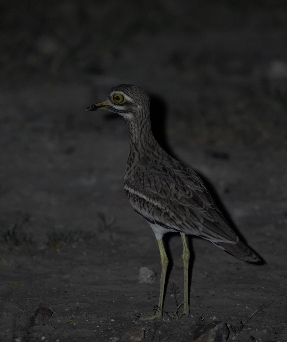 Indian Thick-knee - Kunal Bamby