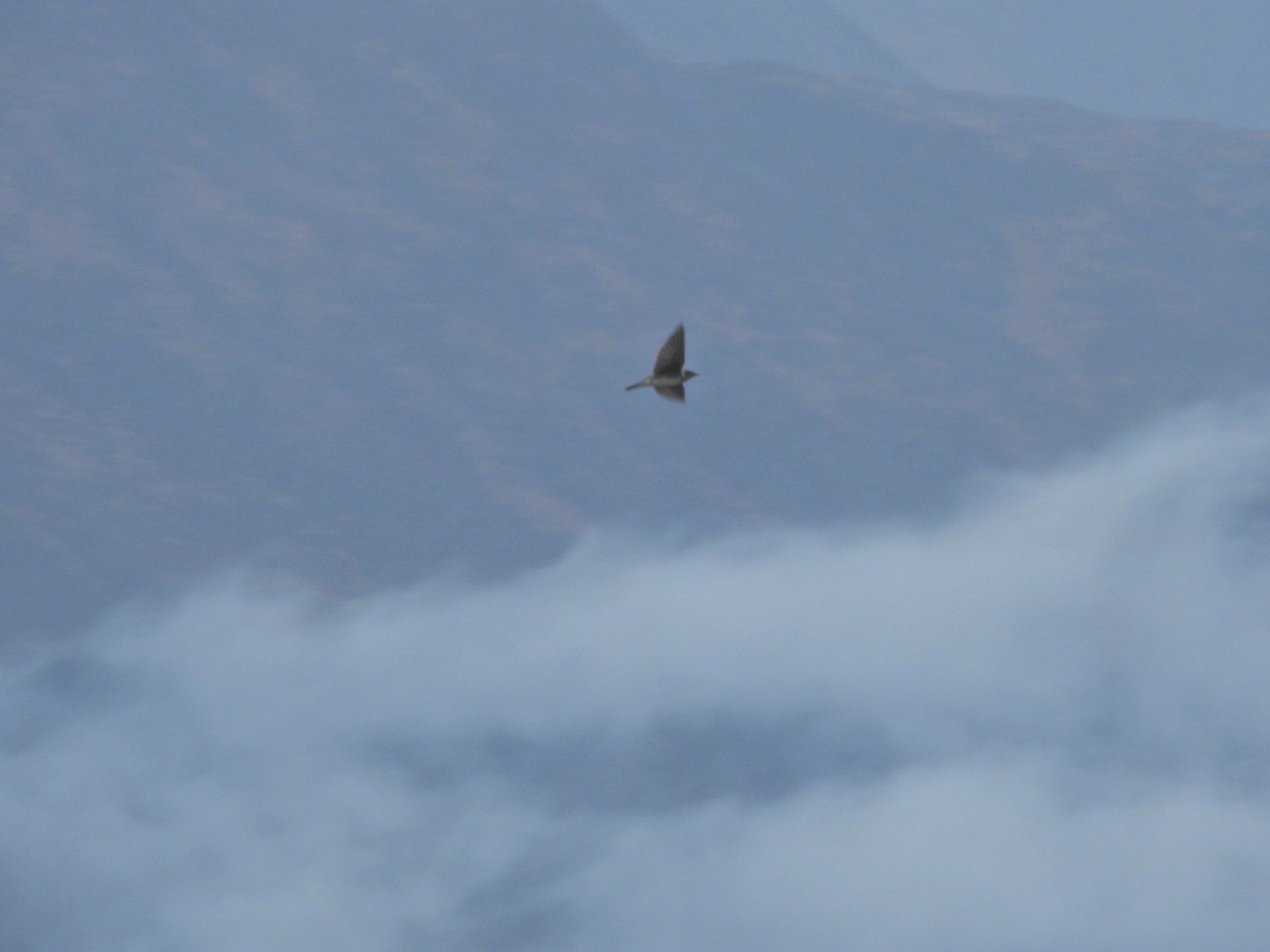 Purple Martin - ML269677671