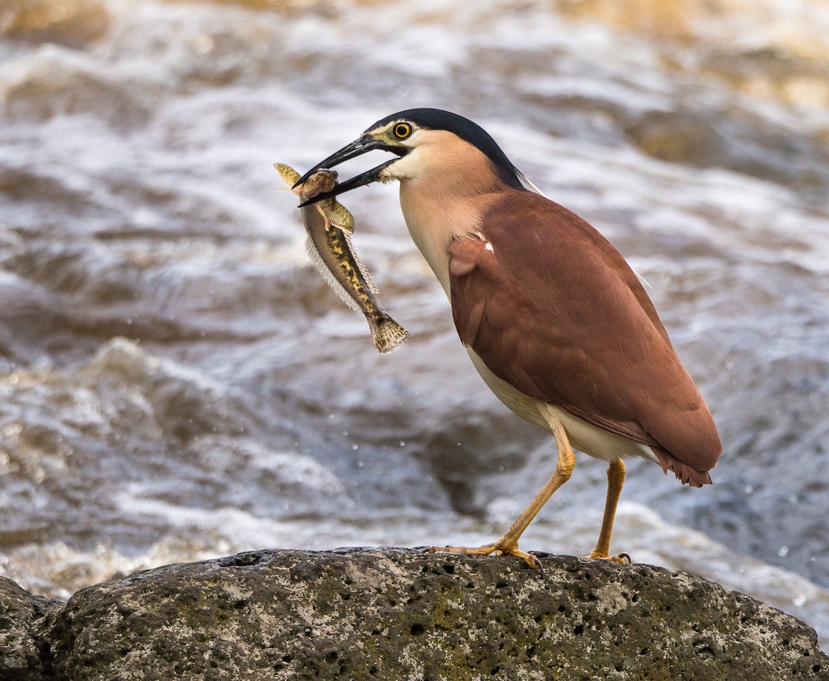 Nankeen Night Heron - ML269677831