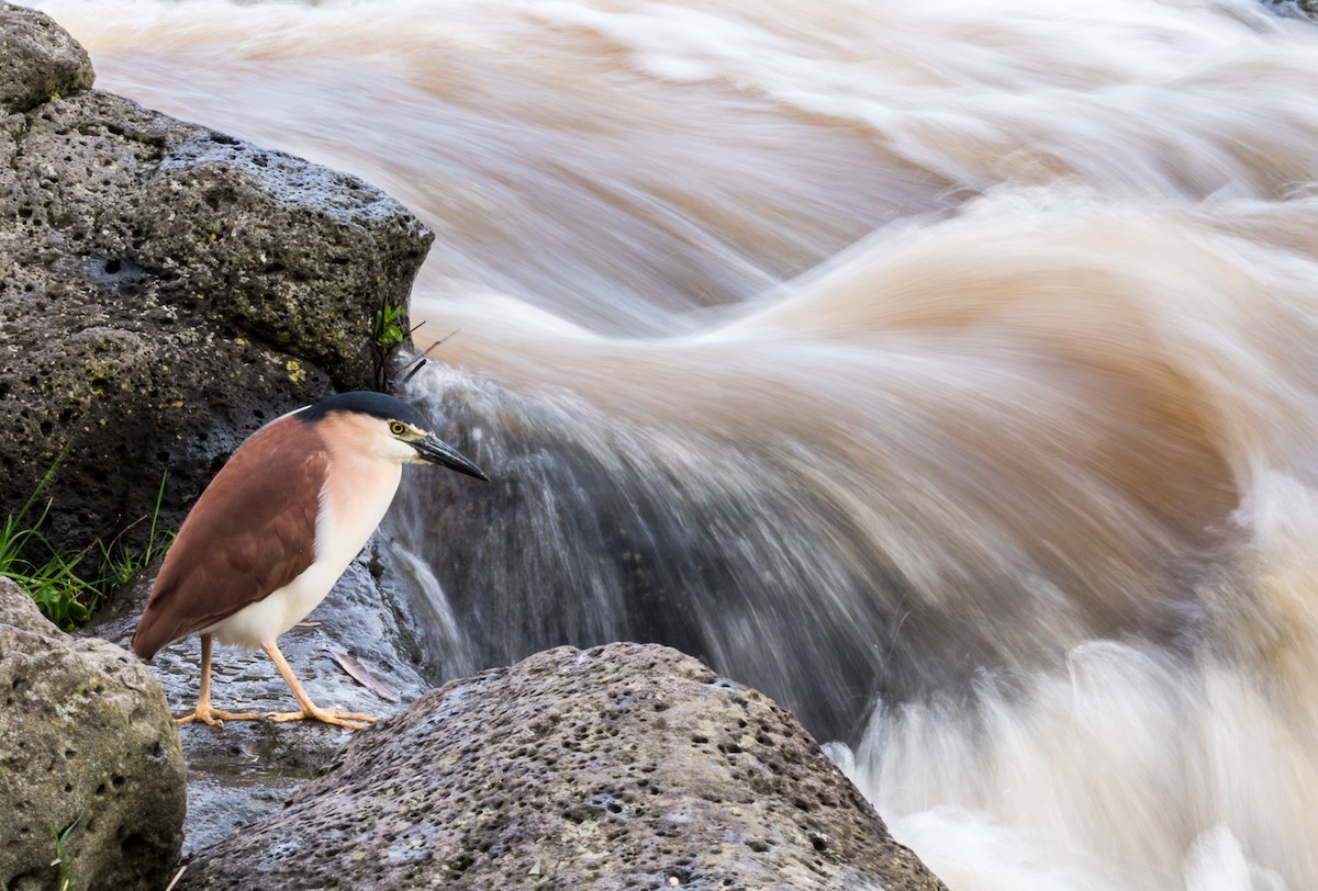 Nankeen Night Heron - ML269677841