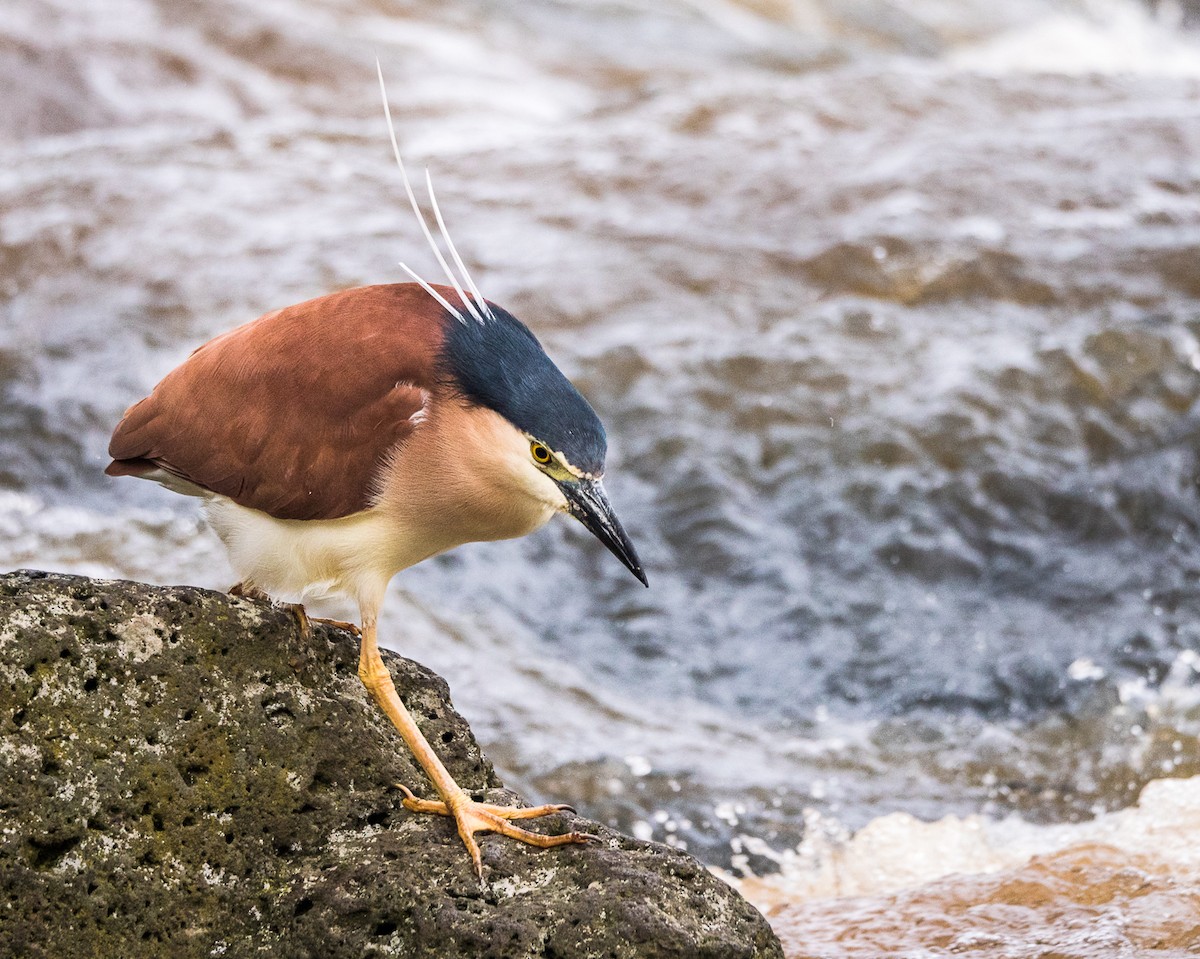 Nankeen Night Heron - ML269677851