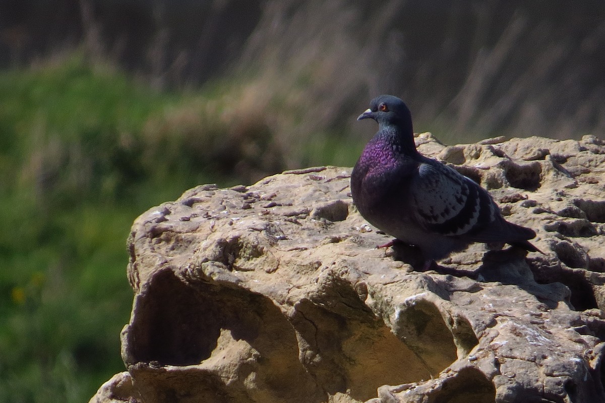 Rock Pigeon (Feral Pigeon) - ML269678691