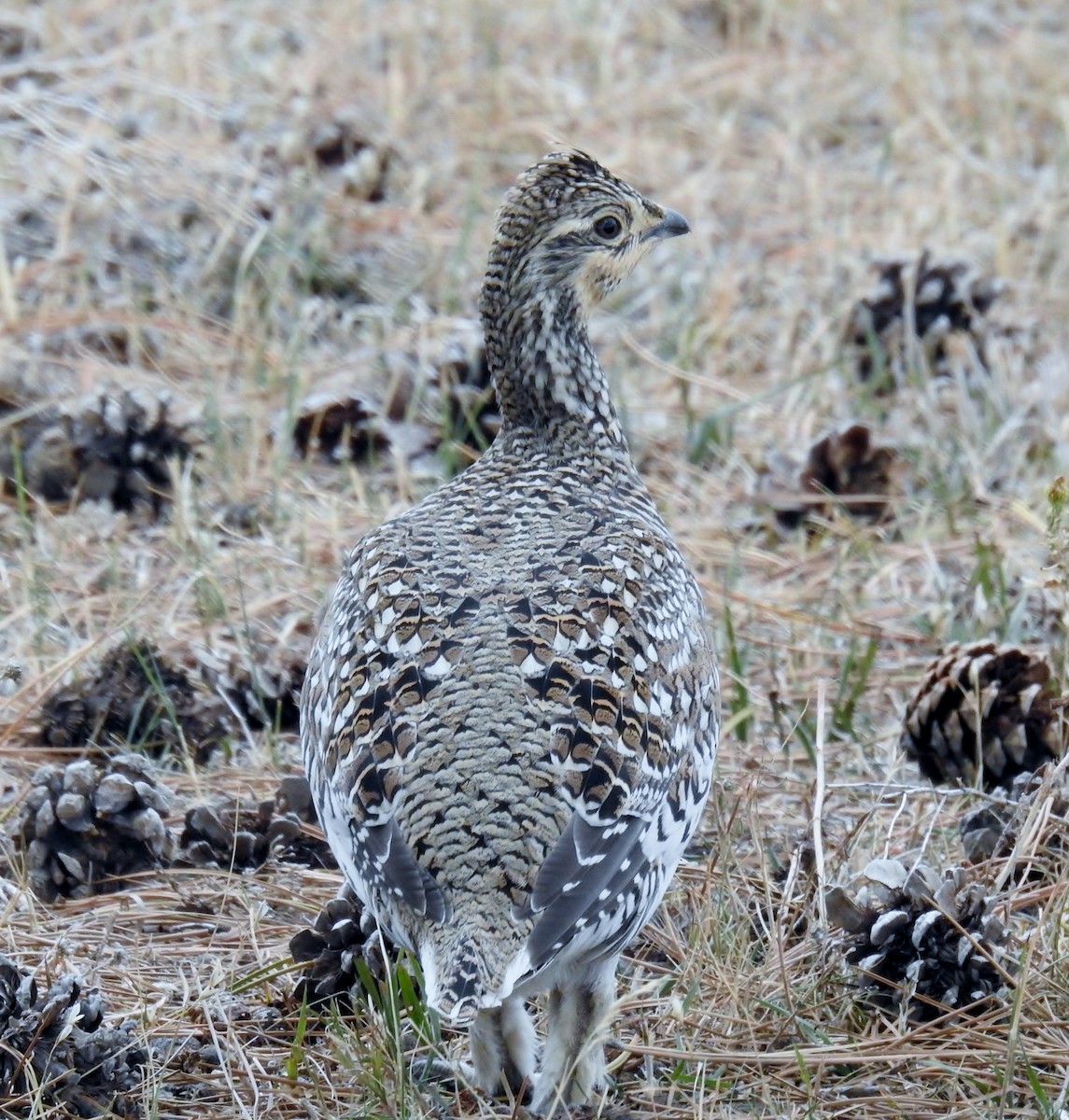Sharp-tailed Grouse - K.C. Anderson