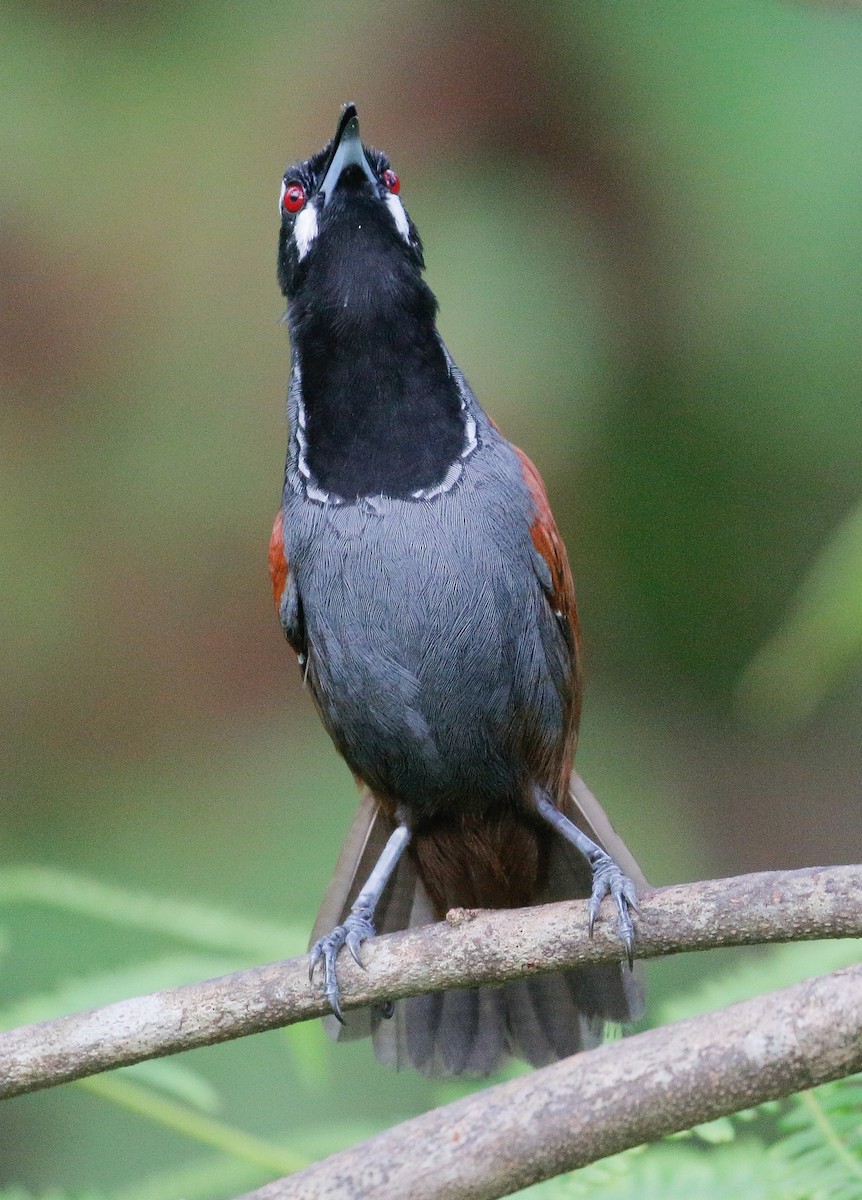 Black-throated Babbler - Neoh Hor Kee