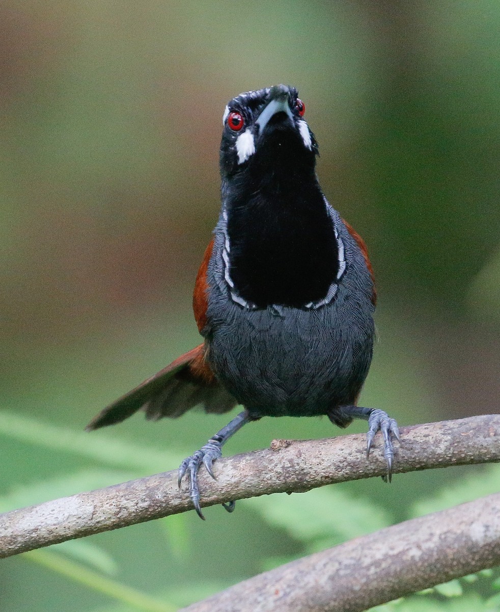 Black-throated Babbler - Neoh Hor Kee