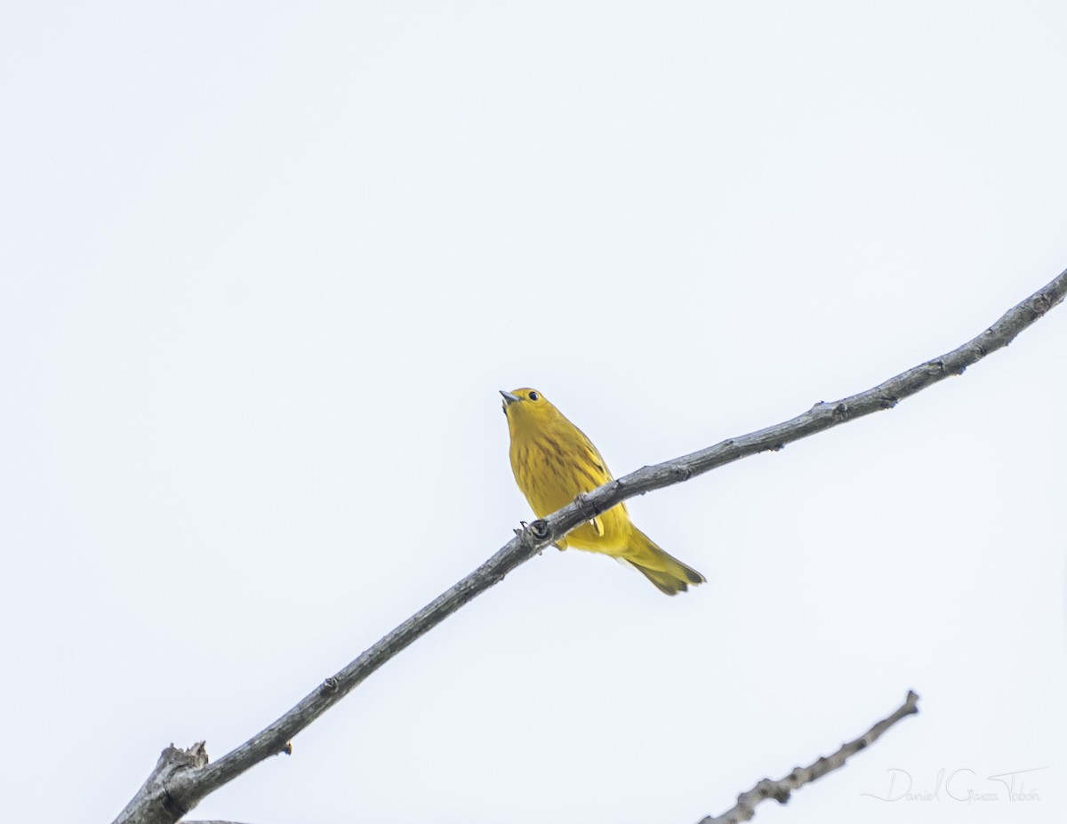 Yellow Warbler - ML269683931