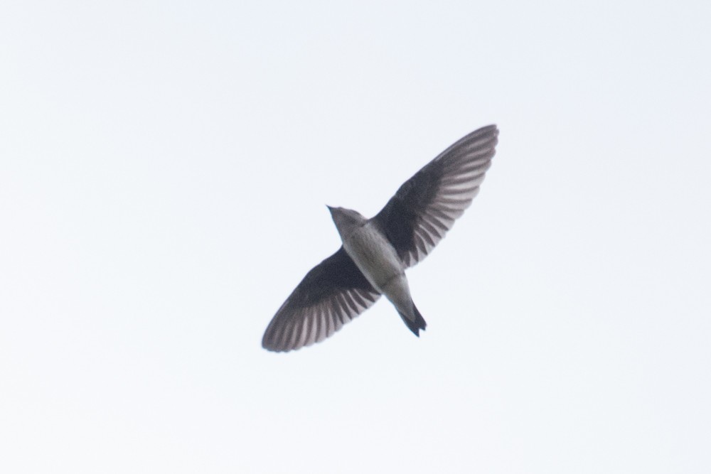 Golondrina Purpúrea - ML269684131