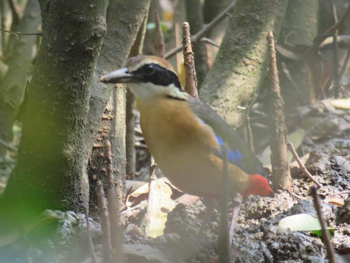 Mangrove Pitta - ML269684241