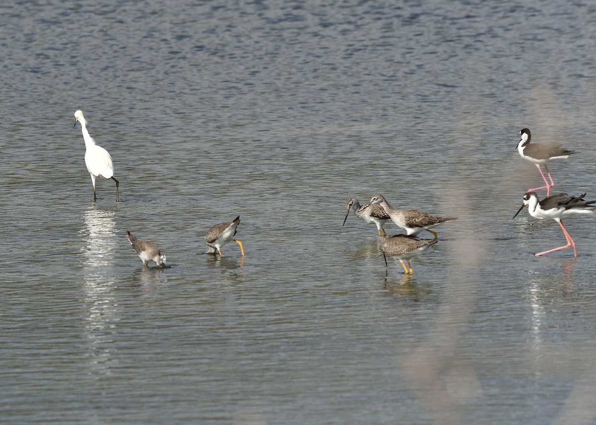 Greater Yellowlegs - ML269684891