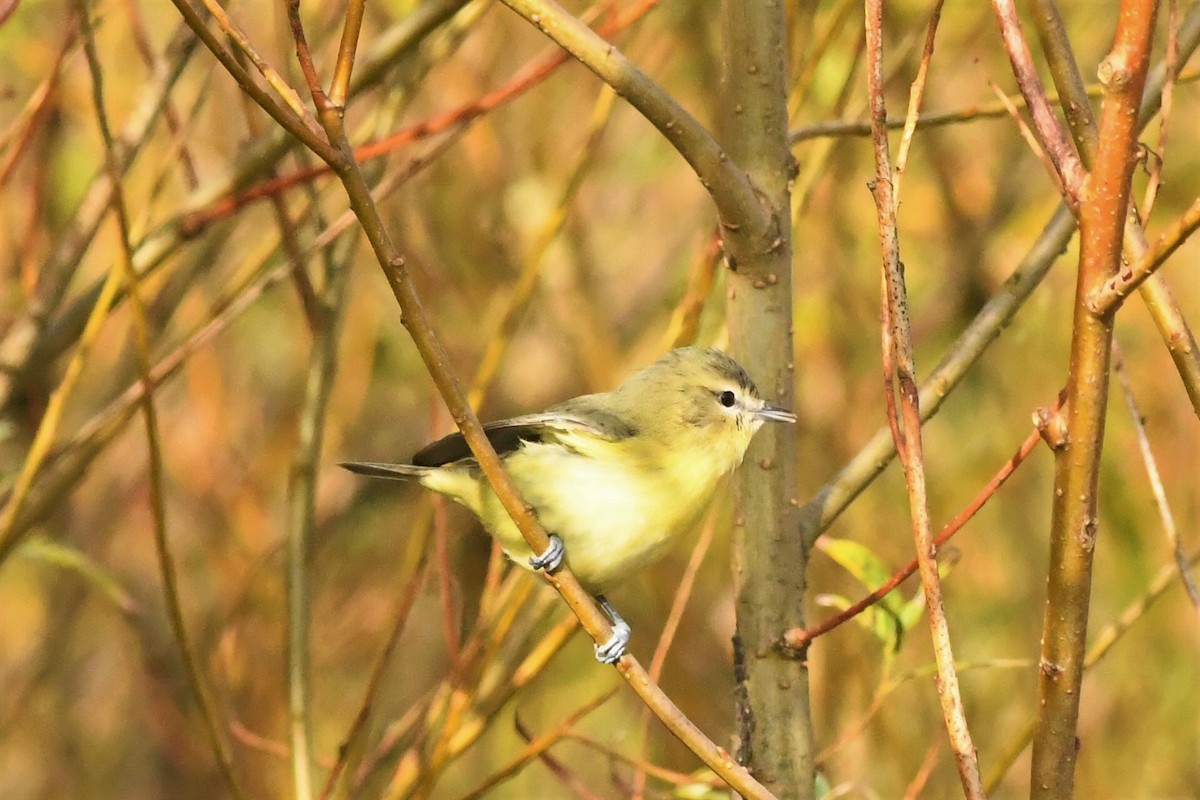 Philadelphia Vireo - ML269685011