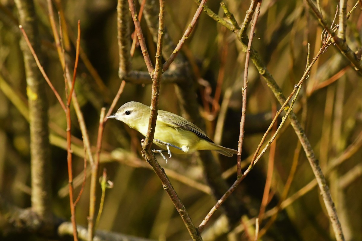 Philadelphia Vireo - ML269685031