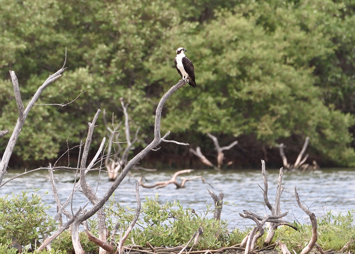 Osprey - Michiel Oversteegen