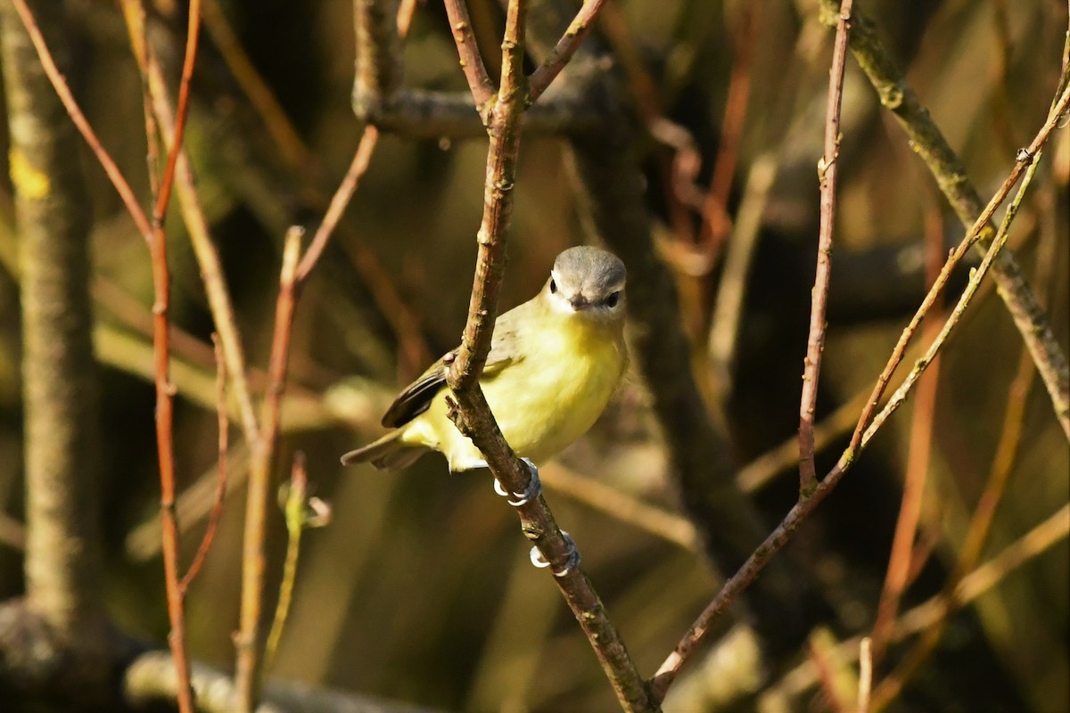 Philadelphia Vireo - ML269685061