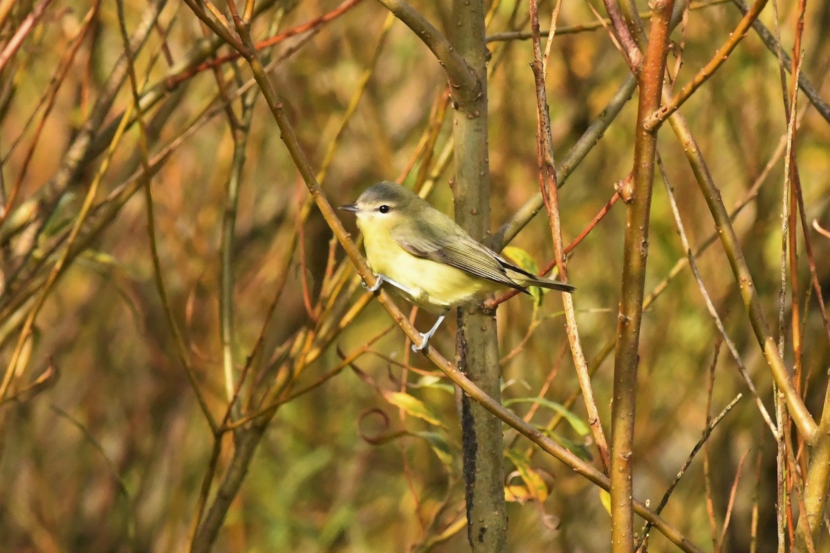 Philadelphia Vireo - ML269685071