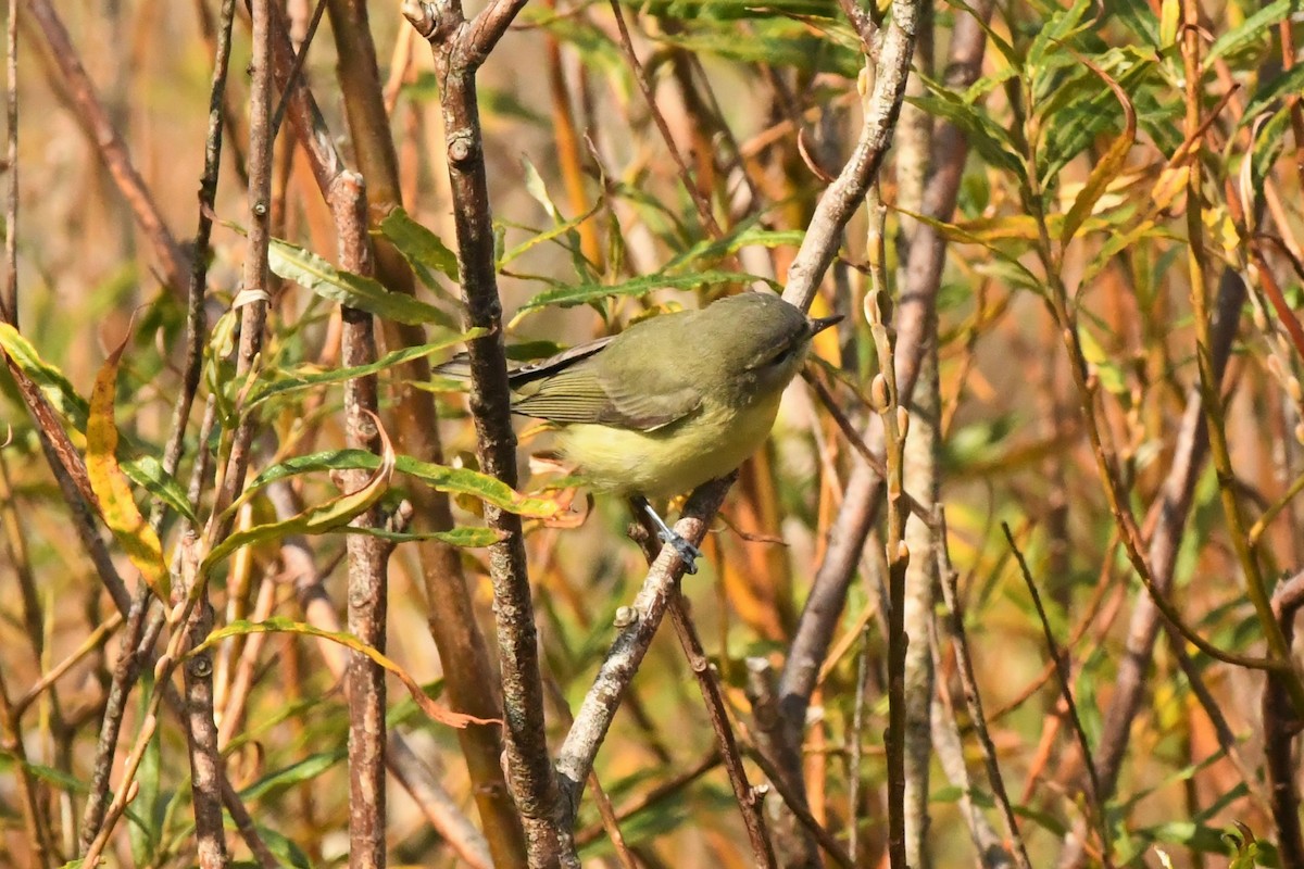 Philadelphia Vireo - ML269685081