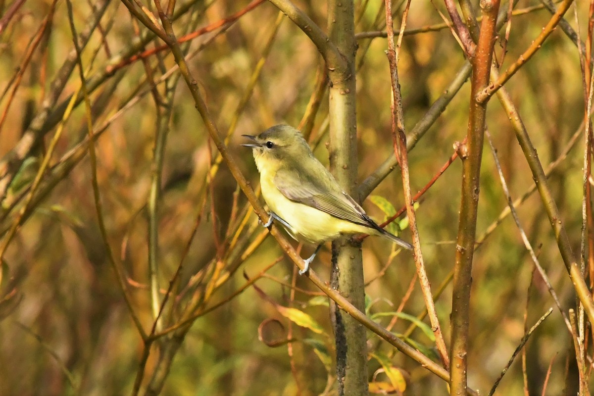 Philadelphia Vireo - ML269685101