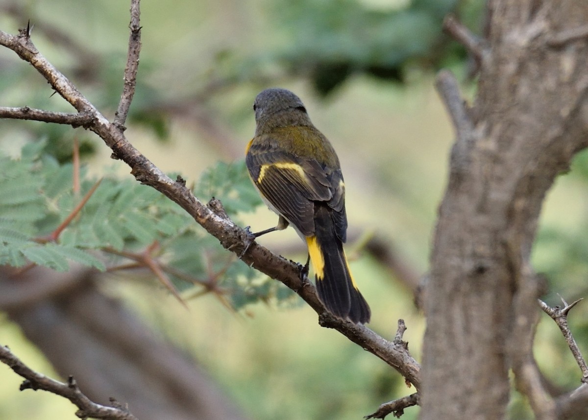 American Redstart - Michiel Oversteegen