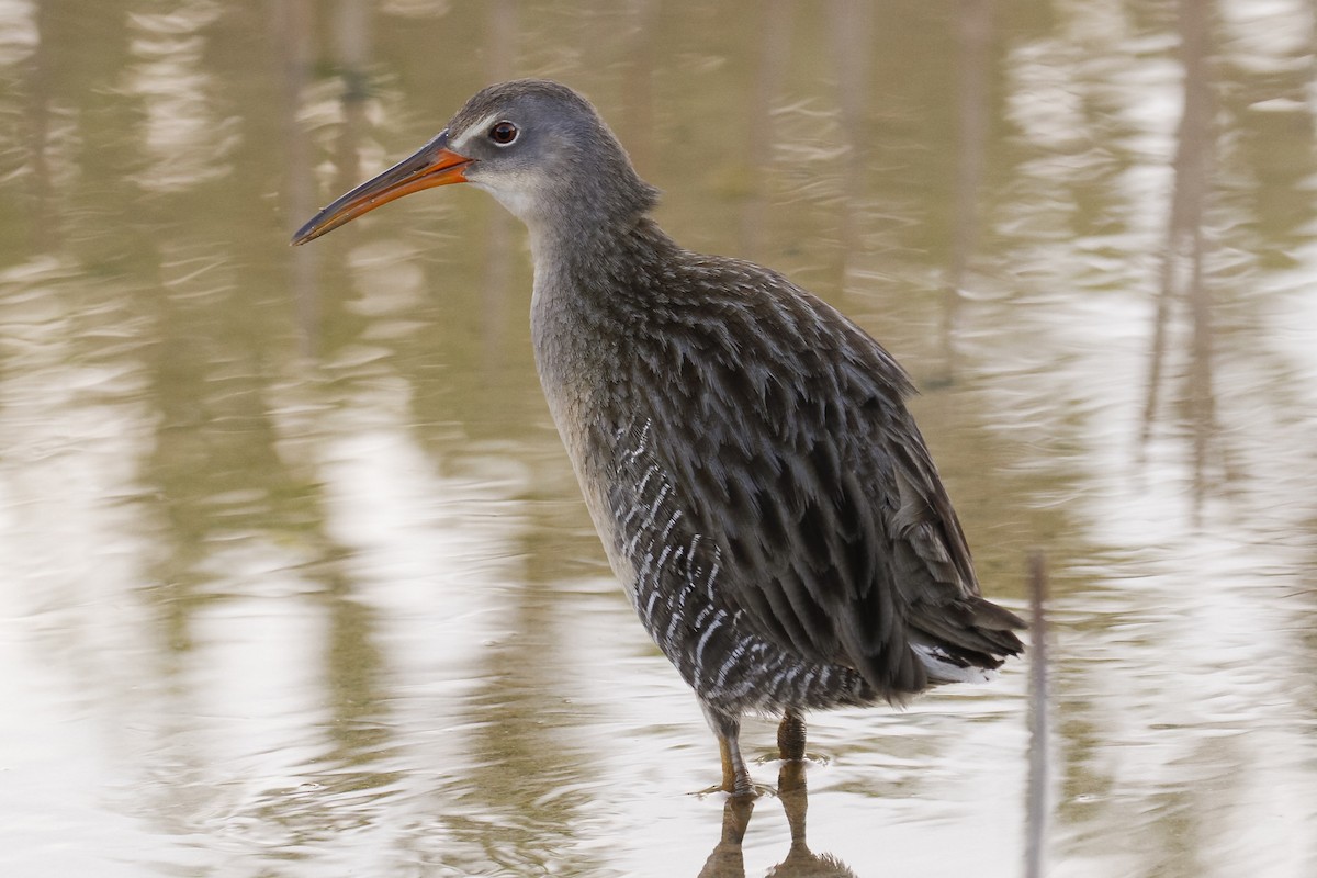 Clapper Rail - Peter Kennerley