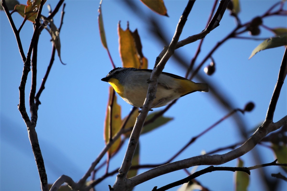 Spotted Pardalote (Yellow-rumped) - ML269686531