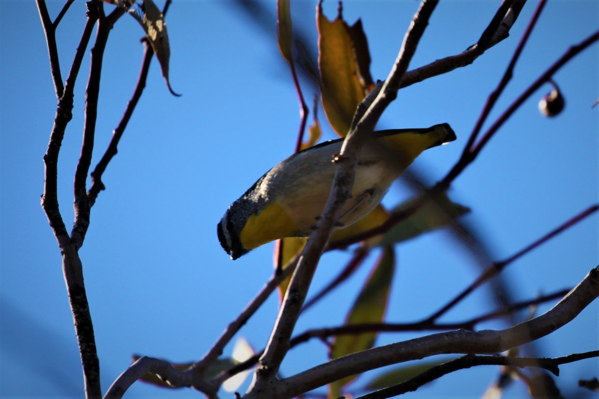 Spotted Pardalote (Yellow-rumped) - ML269686541