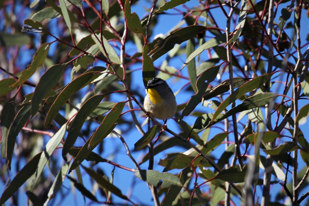 Spotted Pardalote (Yellow-rumped) - ML269686551