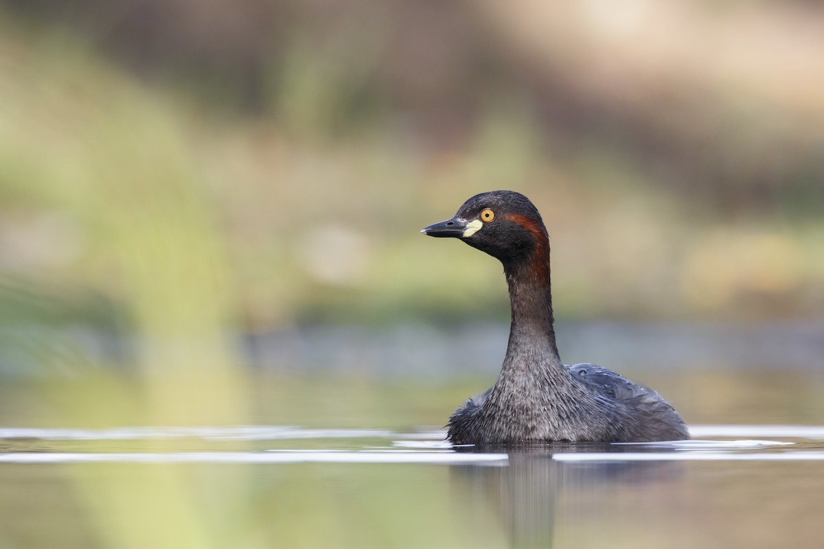 Australasian Grebe - Timothy Paasila