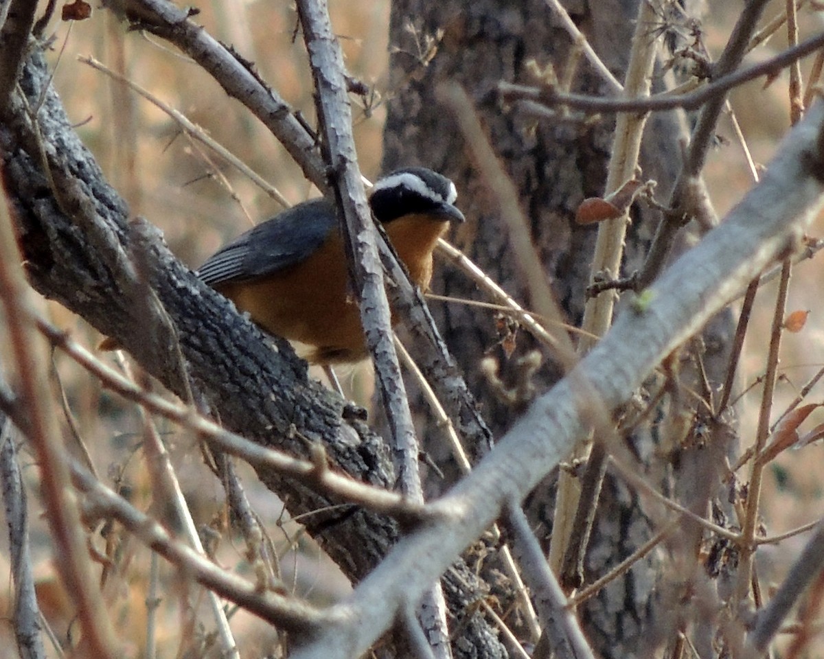 White-browed Robin-Chat - ML269687541