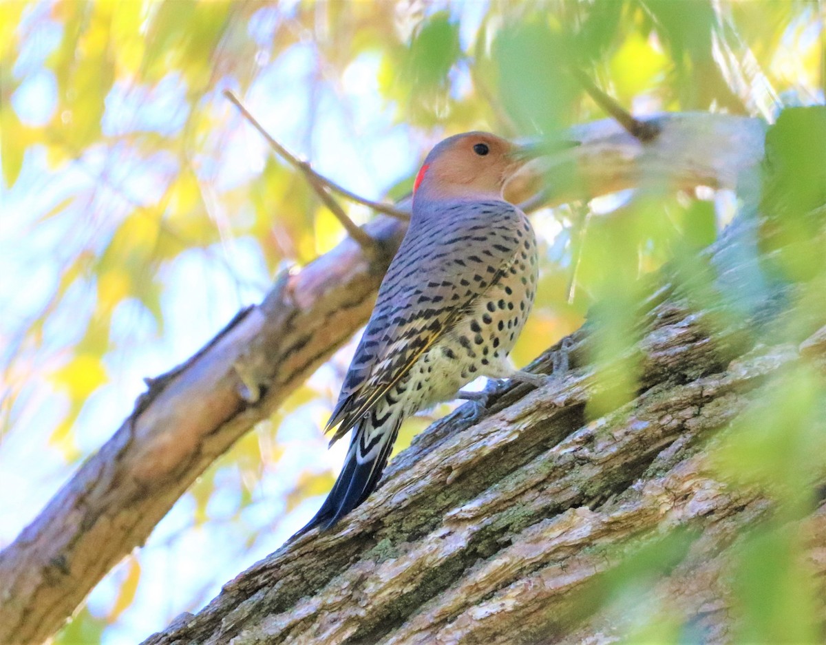 Northern Flicker (Yellow-shafted) - ML269687971