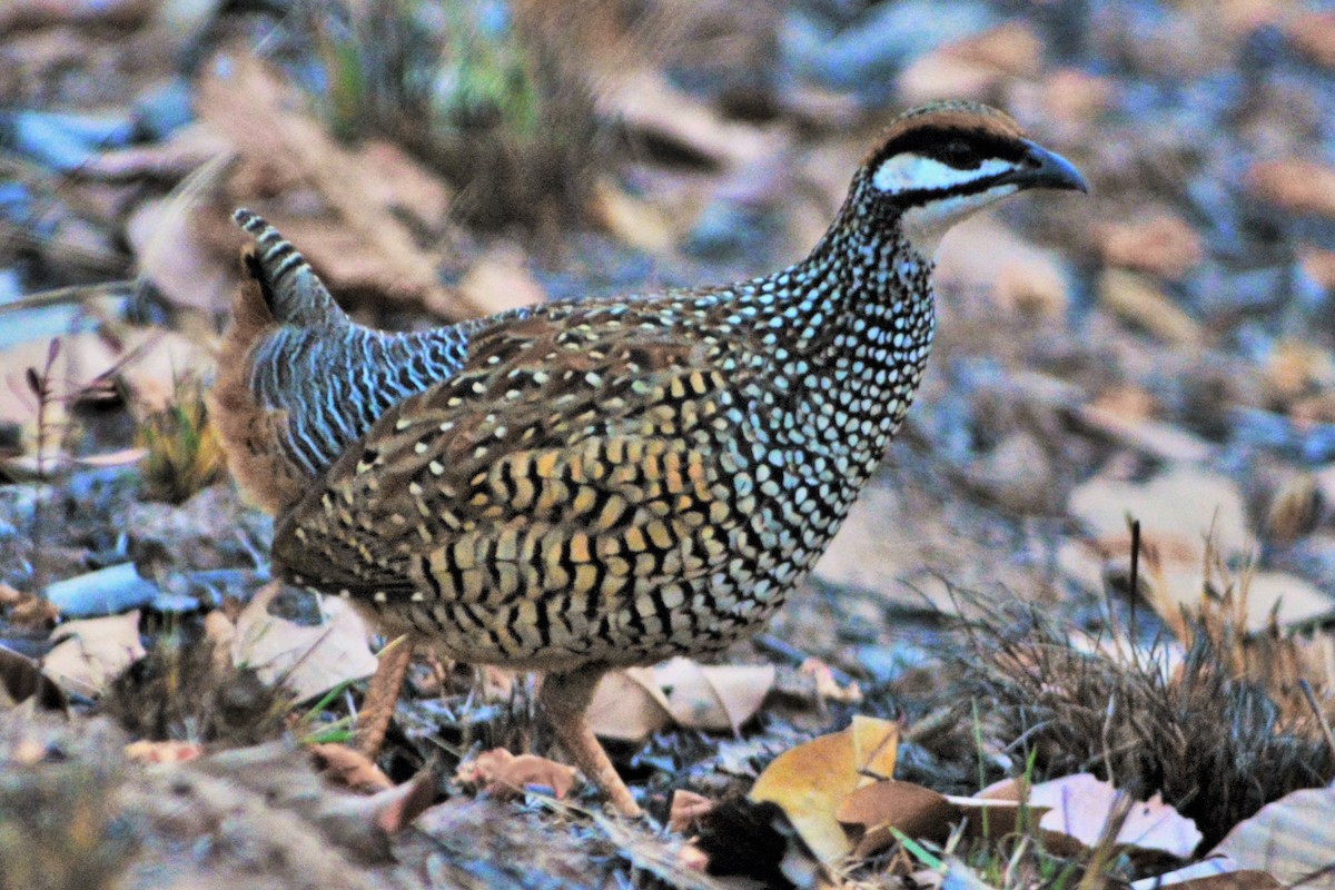 Chinese Francolin - David Hollie