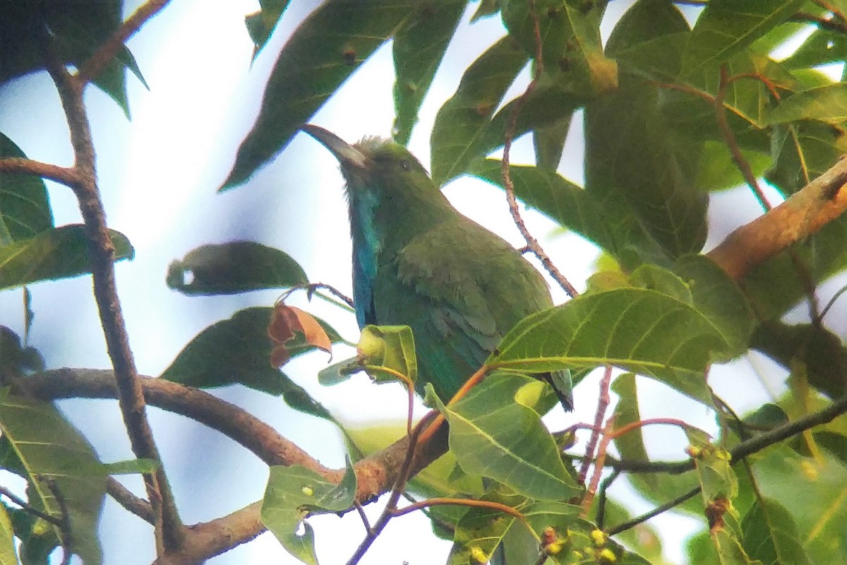 Blue-bearded Bee-eater - ML26968861