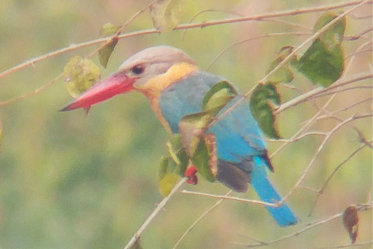 Stork-billed Kingfisher - David Hollie