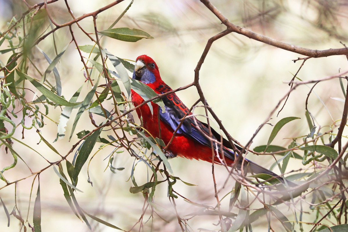 Crimson Rosella - ML269689451