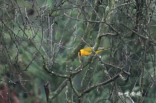 Slender-billed Oriole - Qiang Zeng