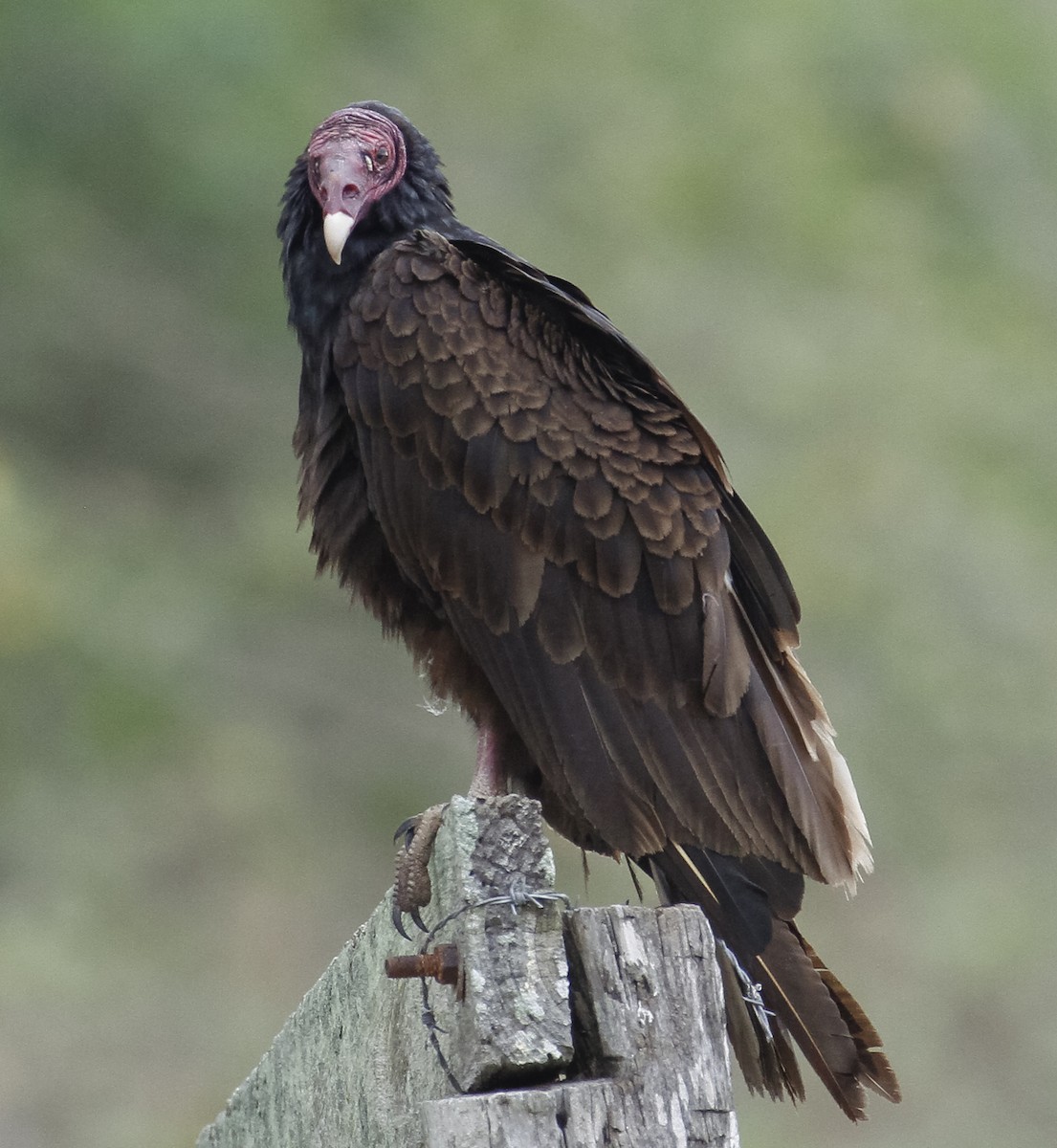 Turkey Vulture - Peter Kennerley