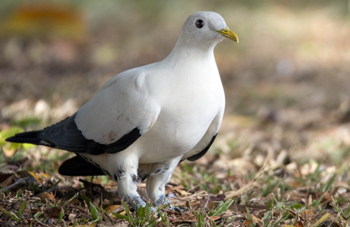 Torresian Imperial-Pigeon - ML269693501