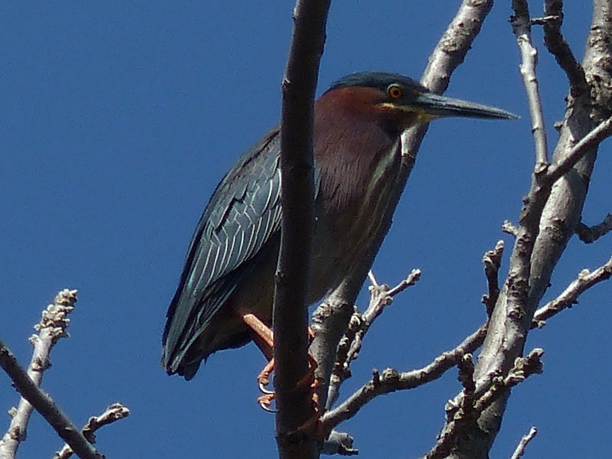 Green Heron - ML26969381