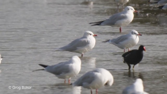 Gaviota Cabecinegra - ML269694801