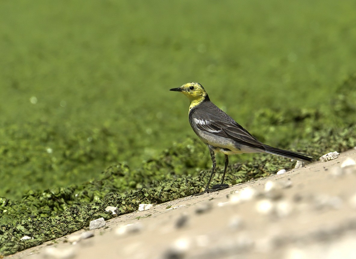 Citrine Wagtail (Gray-backed) - ML269694881