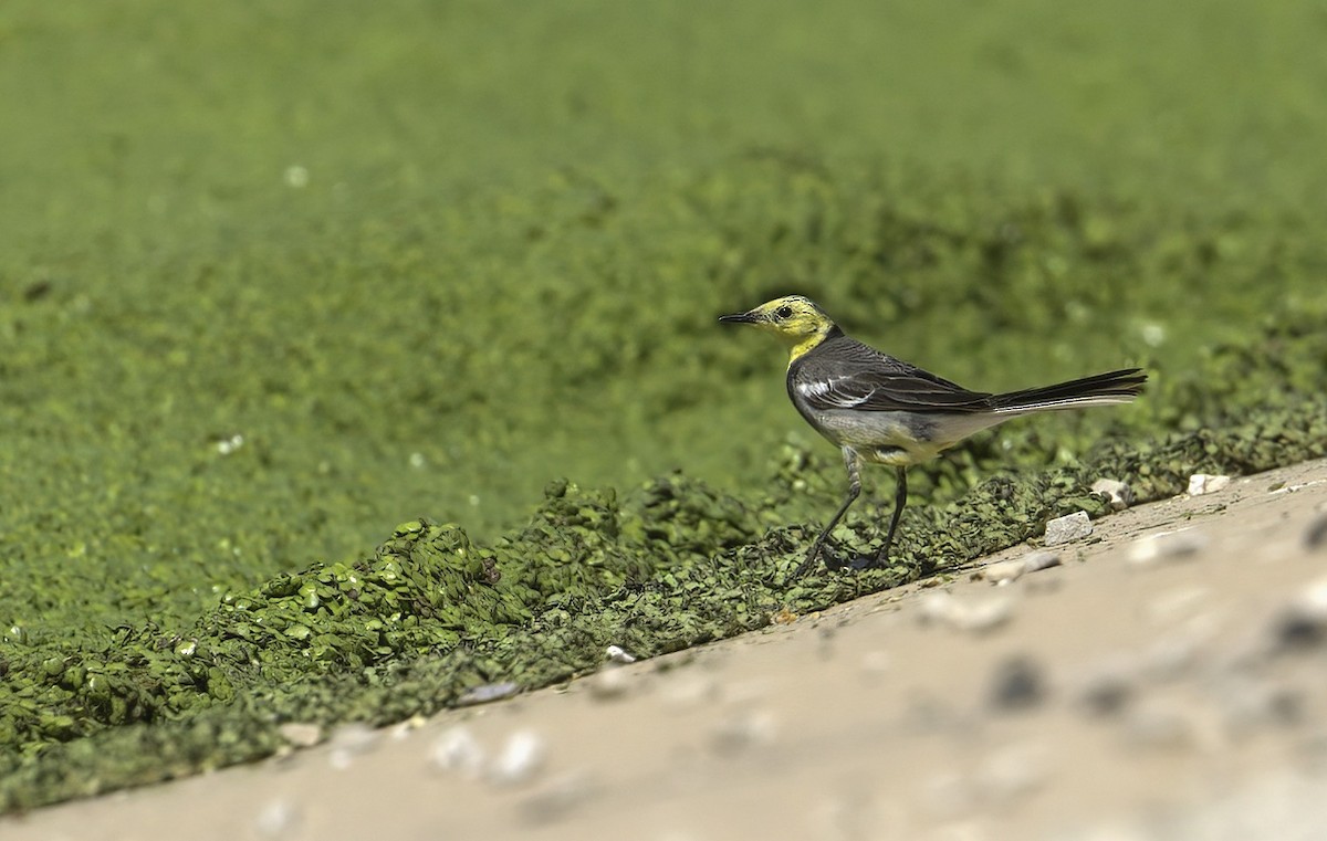 Citrine Wagtail (Gray-backed) - ML269694891