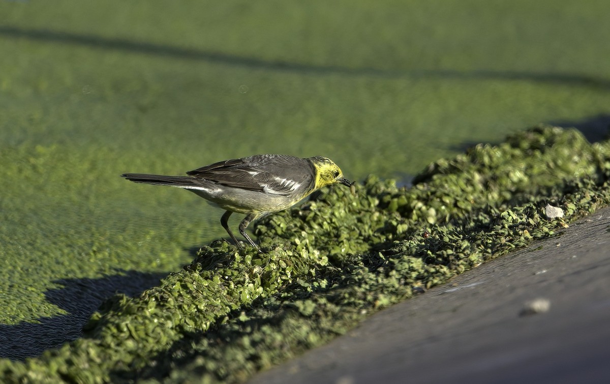 Citrine Wagtail (Gray-backed) - ML269694901