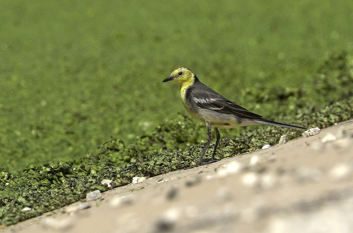 Citrine Wagtail (Gray-backed) - ML269694911