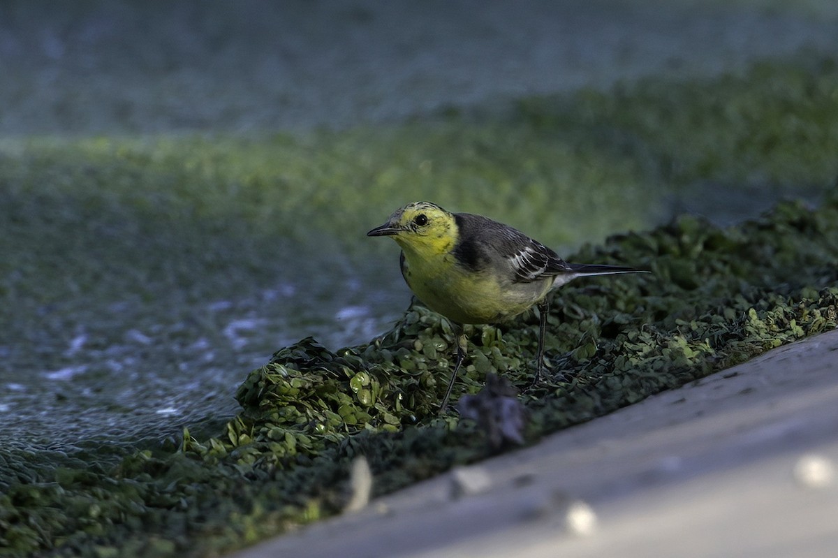 Citrine Wagtail (Gray-backed) - ML269694921