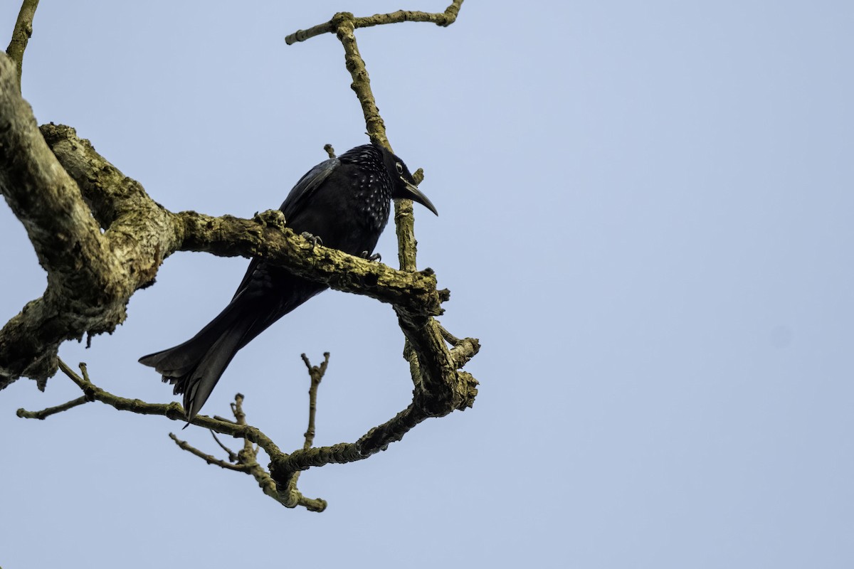 Hair-crested Drongo - ML269695321