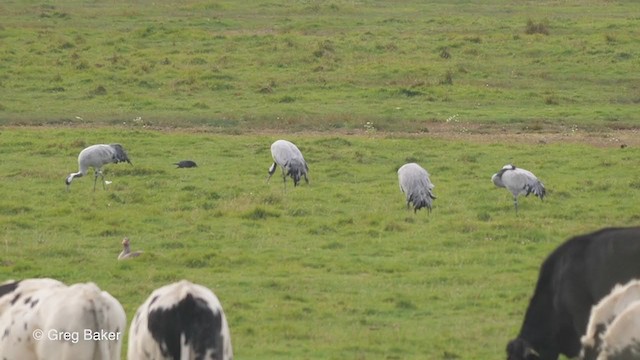 Grulla Común - ML269695861