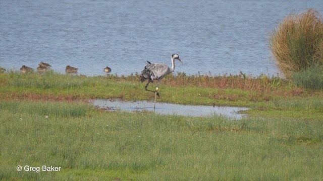 Common Crane - ML269695941