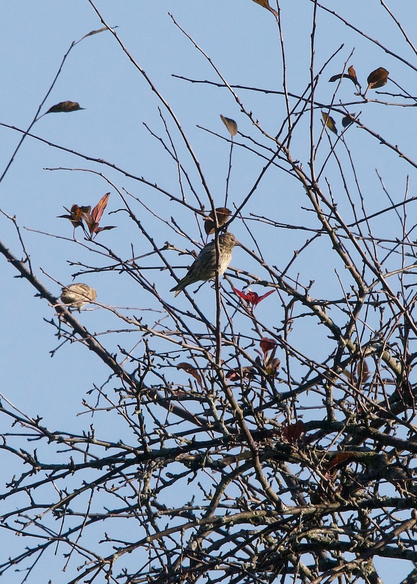 Pine Siskin - ML269696691